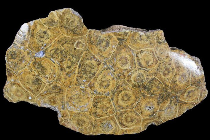 Polished Fossil Coral (Actinocyathus) Head - Morocco #72331